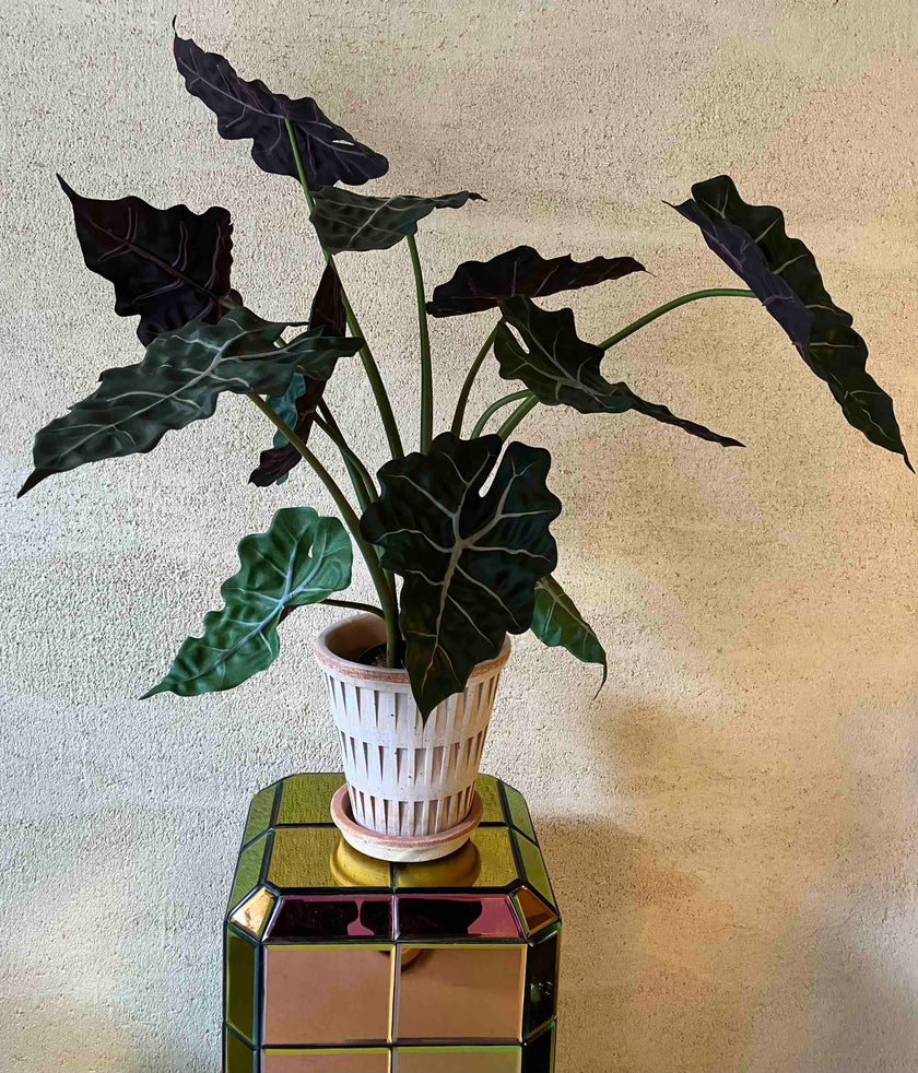 Alocasia