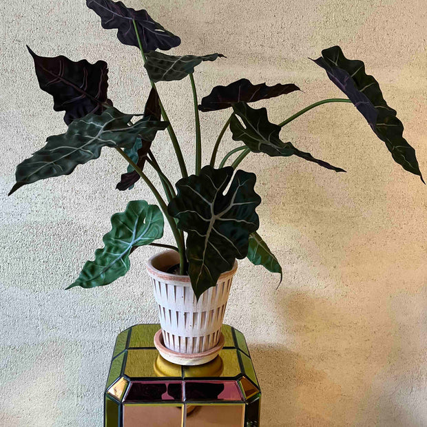 Alocasia
