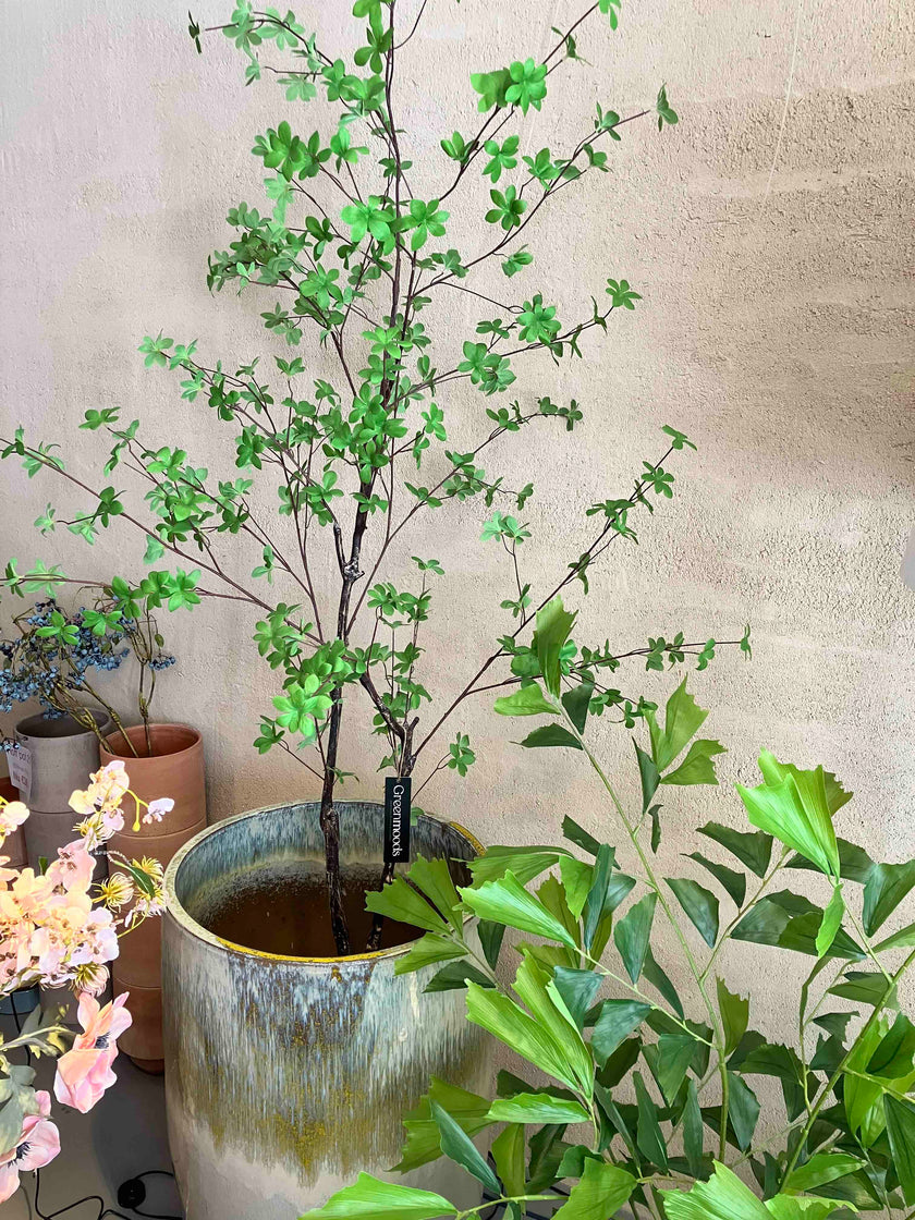 Enkianthus 180cm