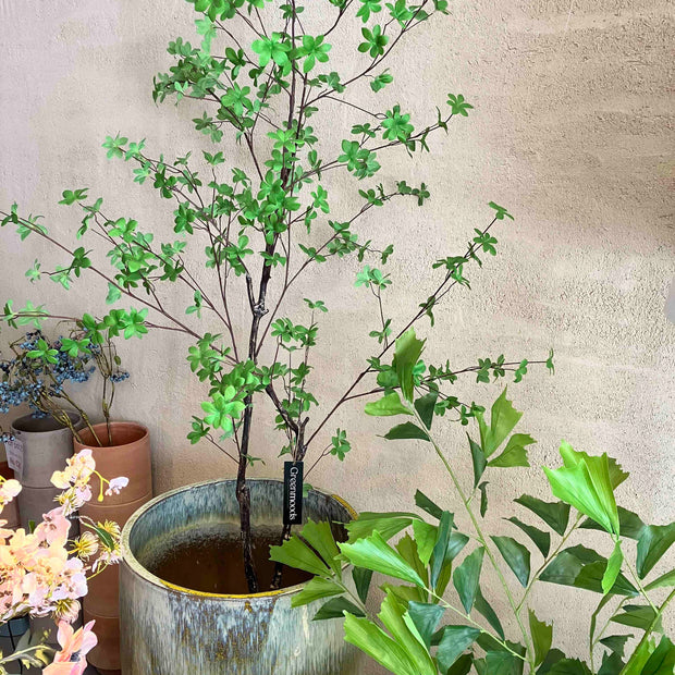 Enkianthus 180cm