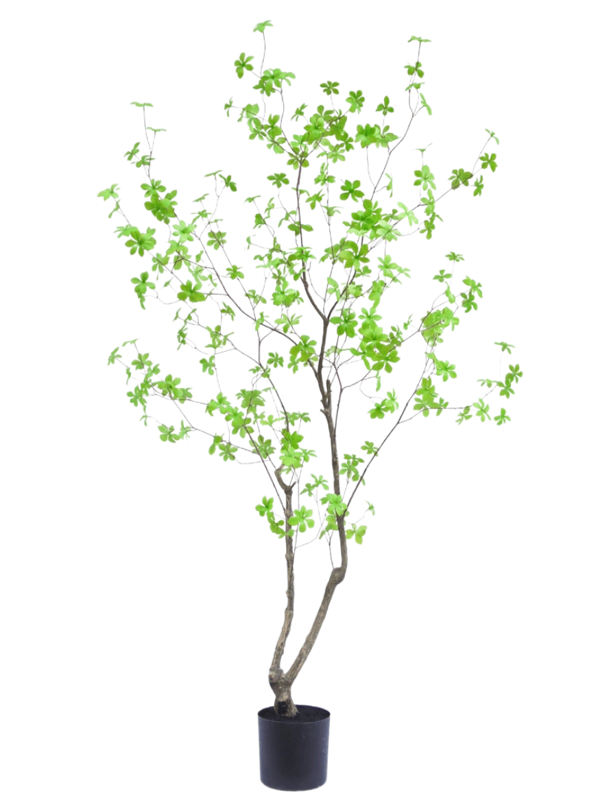 Enkianthus 180cm