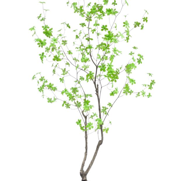 Enkianthus 180cm